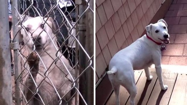 Gute Gründe dafür, einen Hund aus dem Tierheim zu adoptieren... Eine wunderbare Verwandlung!