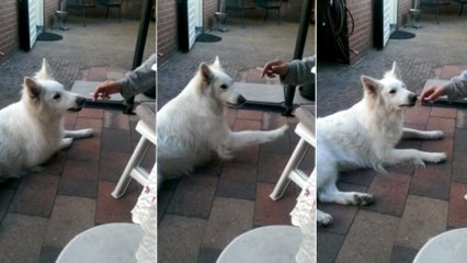 Télécharger la video: Dieser Hund versucht sein Frauchen davon zu überzeugen, dass Rauchen nicht gut ist! Sehr überzeugend!