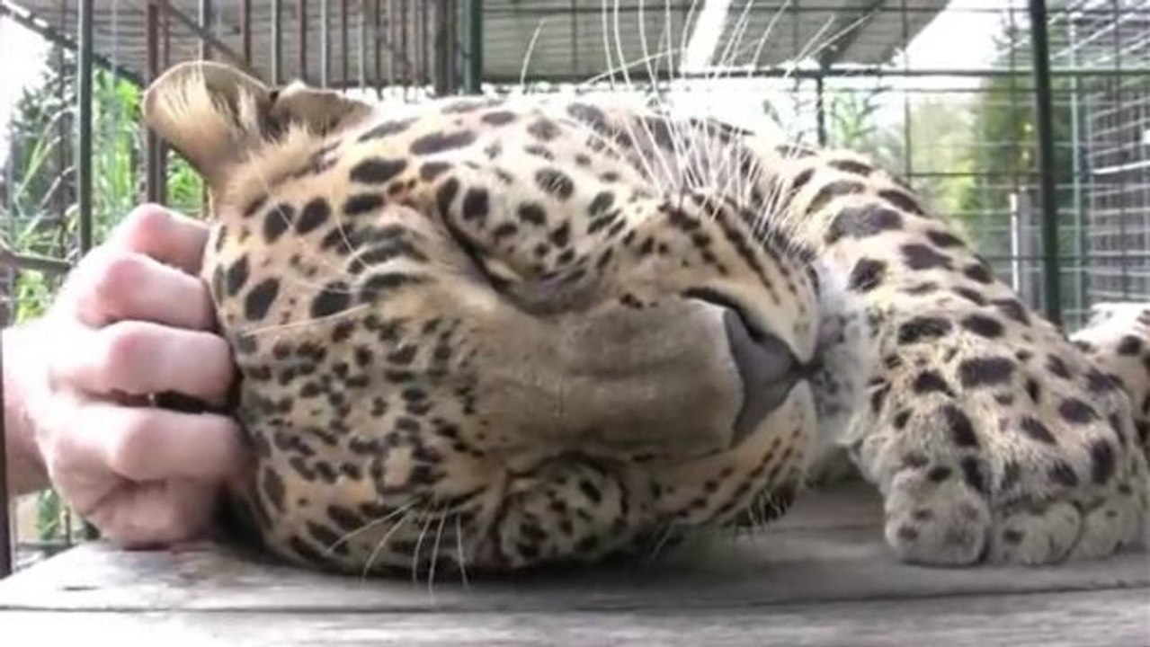 Dieser leopard schnurrt wie ein kätzchen, wenn man ihn streichelt