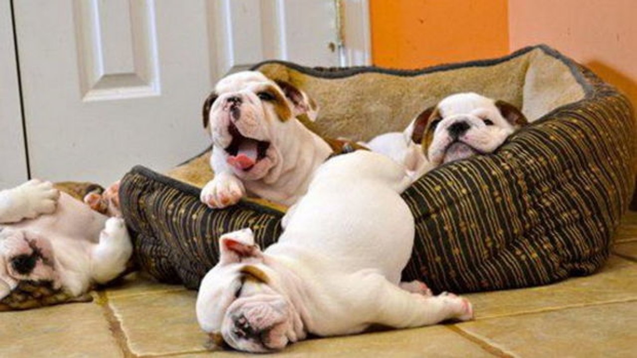 Dieser Bulldoggen-Welpe scheint sein neues Bettchen wirklich sehr zu lieben... Einfach herzig!