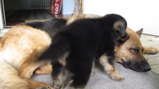 Dieser Welpe ist so was von verspielt. Er kann seine Mutter einfach nicht in Ruhe lassen.