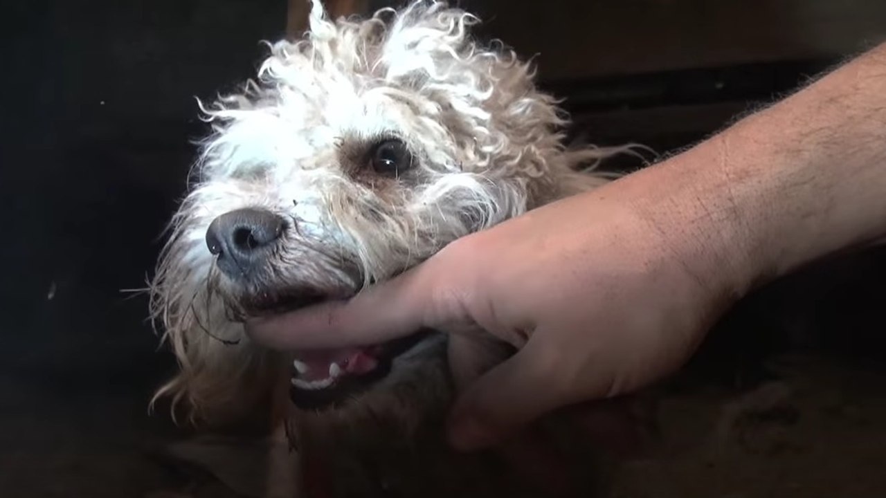 Dieser im Fundament eines Hauses lebende Hund wurde von einer Tierschutzorganisation gerettet