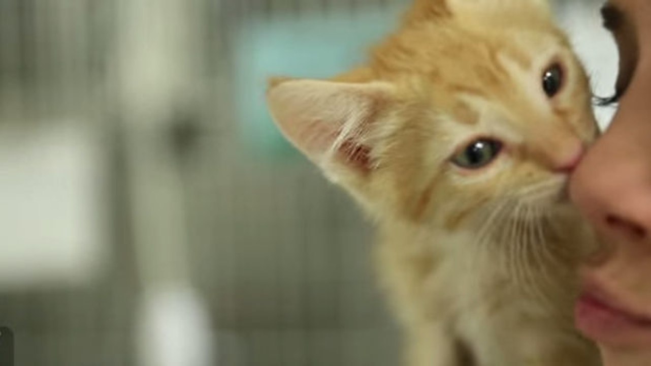 Nimmt sie ihr Kätzchen in den Arm, dann schmust es mit ihr herzallerliebst!