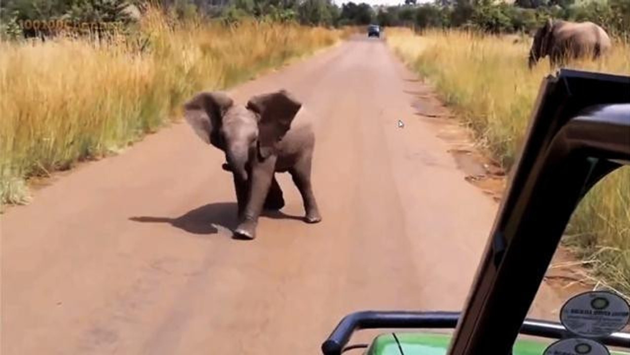 Dieses Elefantenbaby will Touristen beeindrucken, aber anstelle sie zu beeindrucken, zieht es sie total in seinen Bann