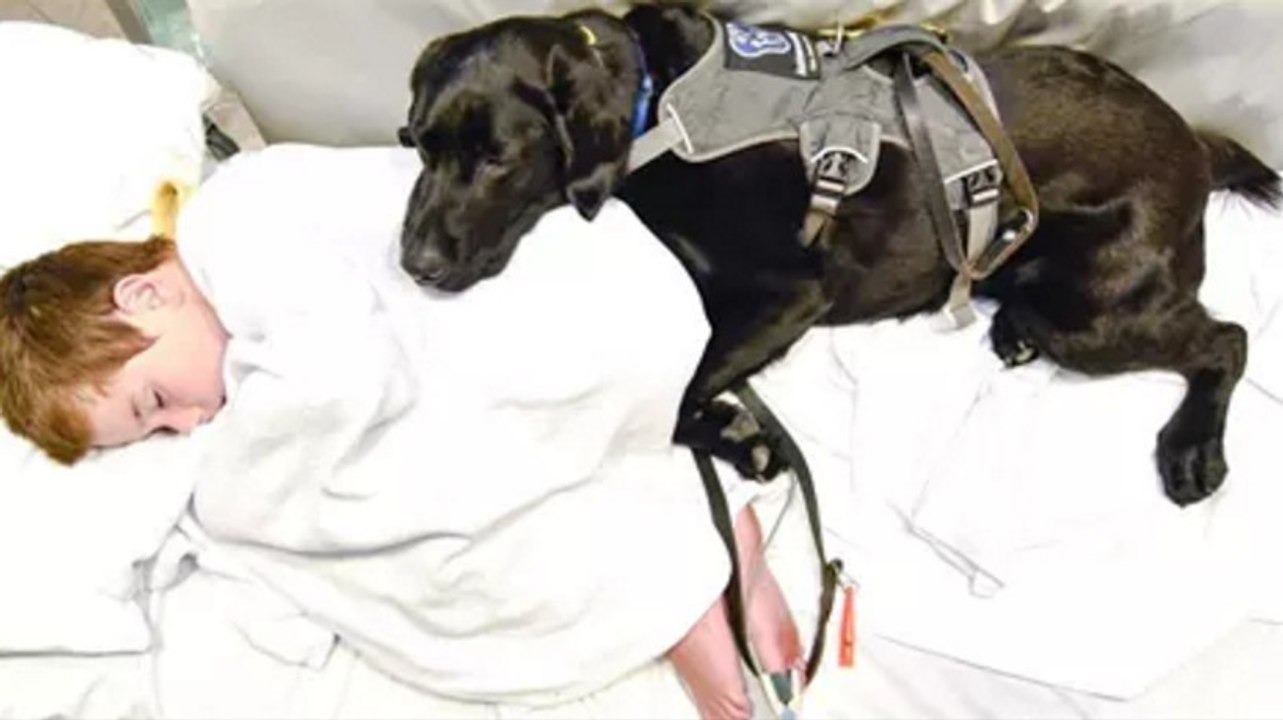 Der grund, aus dem dieser hund den jungen nicht allein lassen will, ist sehr ergreifend
