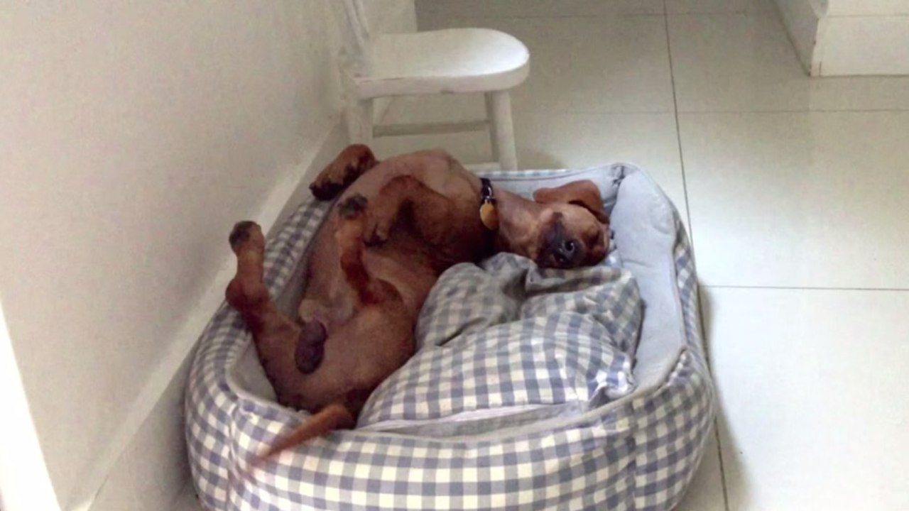 Der Dackel Frank ist wohl der glücklichste Hund der Welt. Und er zeigt es so deutlich!