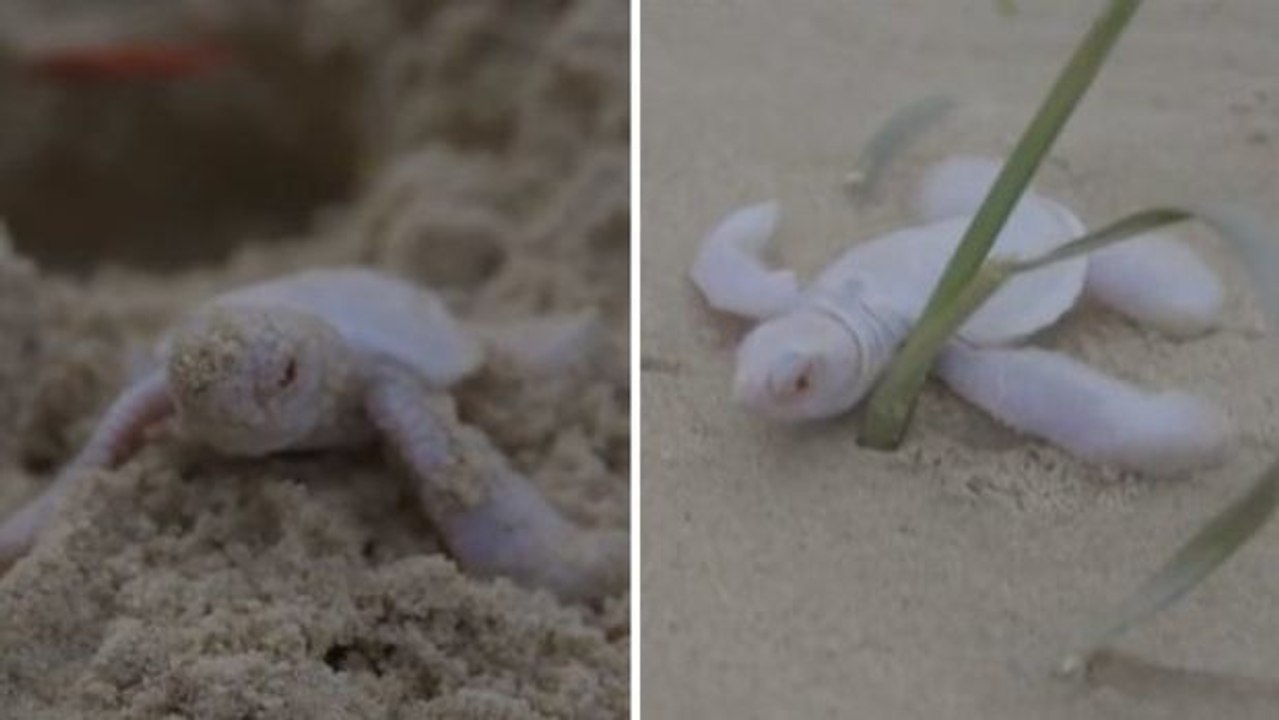 Die ersten Schritte dieses Schildkrötenbabys sind nicht einfach...