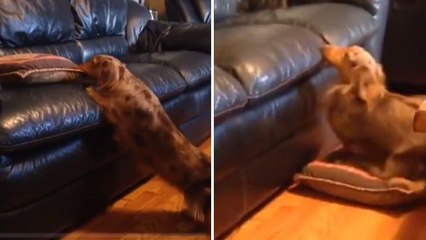 Download Video: Dieser Hund hat eine ganz eigene Technik, um auf die Couch zu kommen...