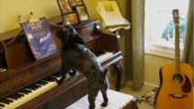 Diese Hunde spielen auf Befehl Klavier