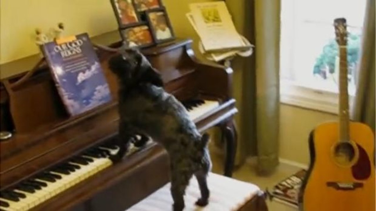 Diese Hunde spielen auf Befehl Klavier