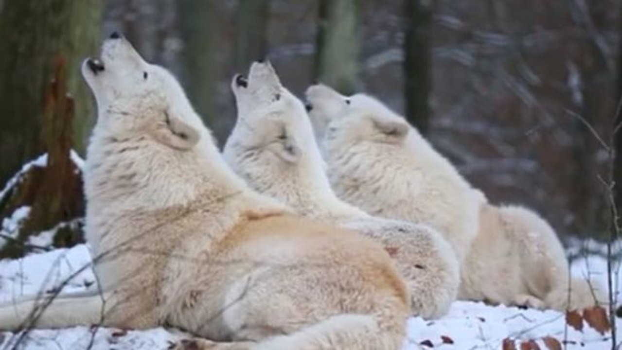 Die majestätische stimme des polarwolfs