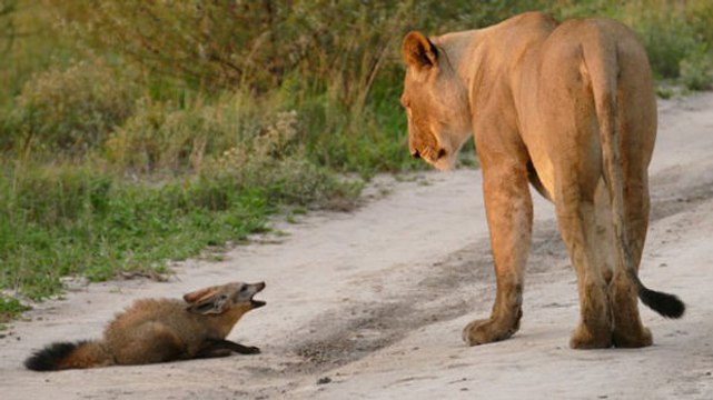 Die Löwin entdeckt den verletzten Fuchs. Als sie sich ihm nähert, passiert etwas wirklich Außergewöhnliches!