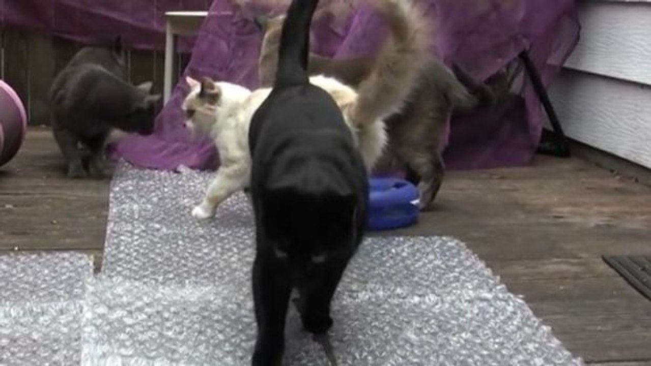 Ein paar Katzen entdecken Knallfolie. Erst sind sie vorsichtig, aber dann kennt der Spaß keine Grenzen mehr!