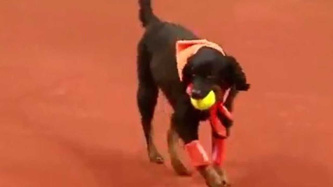 Beim letzten Brasil Open wurden eine halbe Stunde lang die üblichen Tennisballjäger durch Straßenhunde ersetzt
