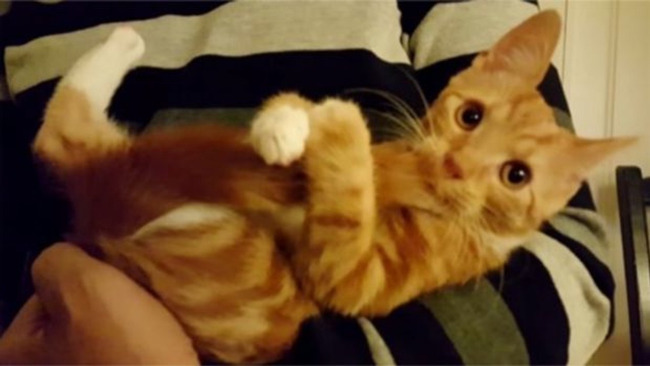 Dieses Kätzchen hat die merkwürdige Angewohnheit, an seinem Schwanz zu nuckeln