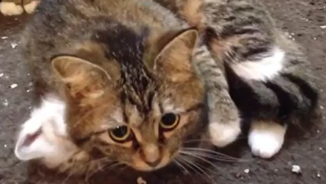 Diese Katzenmutter kümmert sich ganz rührend um ihr Kleines und hat einen ausgeprägten Beschützerinstinkt, als...