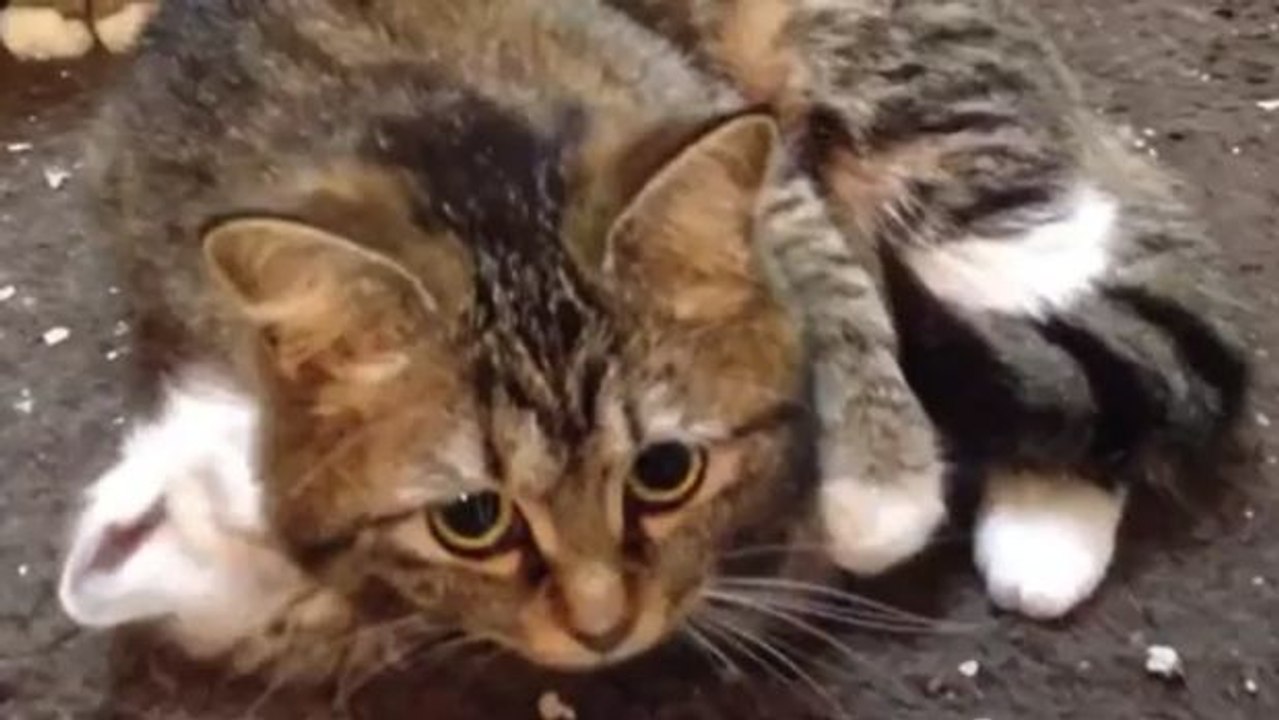 Diese Katzenmutter kümmert sich ganz rührend um ihr Kleines und hat einen ausgeprägten Beschützerinstinkt, als...