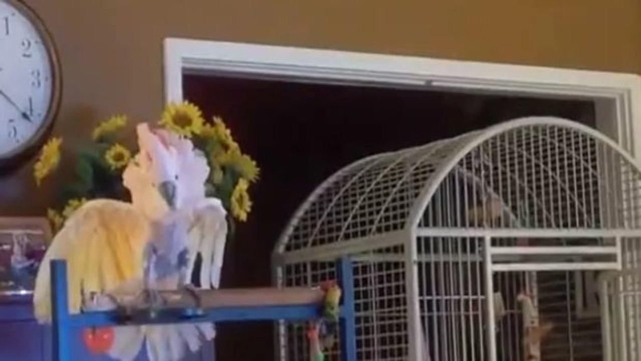 Dieser Kakadu imitiert den Streit seiner Menschen und ist dabei zu komisch