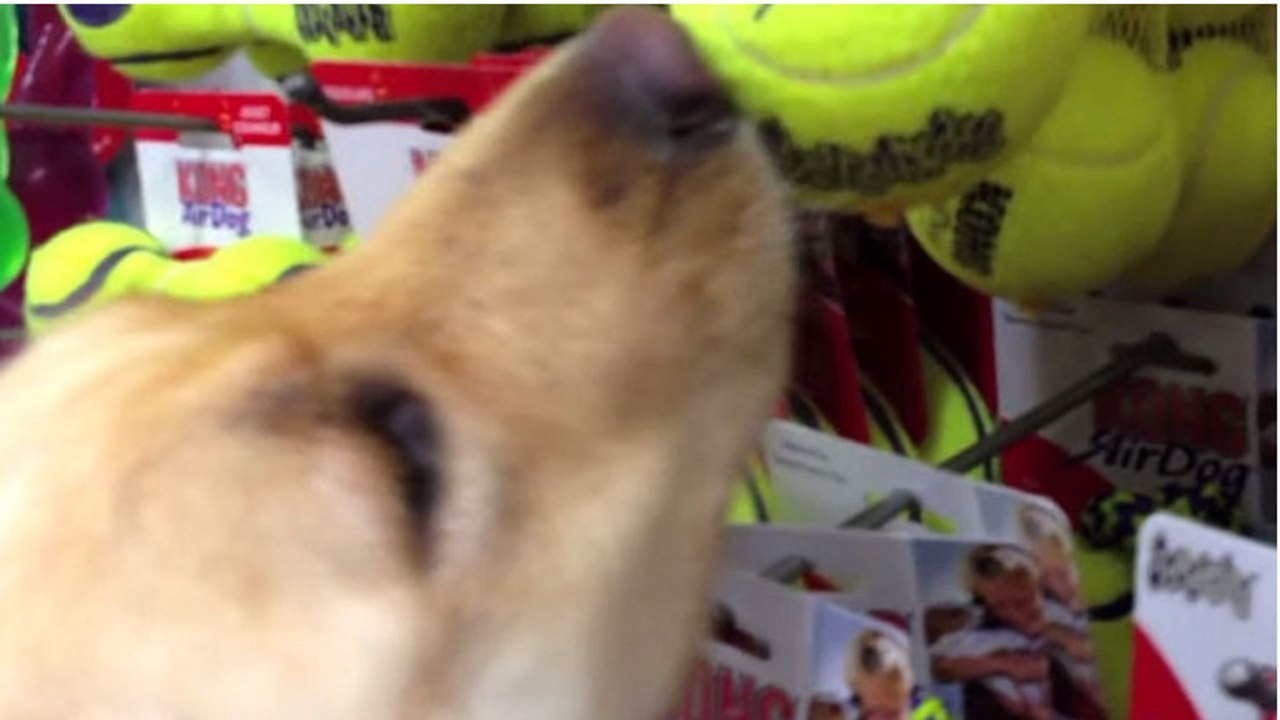 Eine Golden Retriever Hündin, die bisher nur misshandelt wurde, darf sich mit ihrem neuen Herrchen ein Spielzeug aussuchen