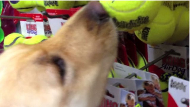 Eine Golden Retriever Hündin, die bisher nur misshandelt wurde, darf sich mit ihrem neuen Herrchen ein Spielzeug aussuchen