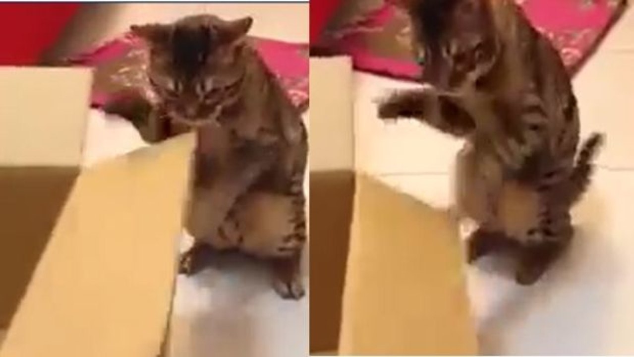 Dieses Kätzchen trainiert Boxen wie ein Profi