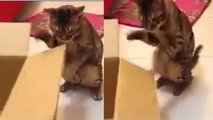 Dieses Kätzchen trainiert Boxen wie ein Profi