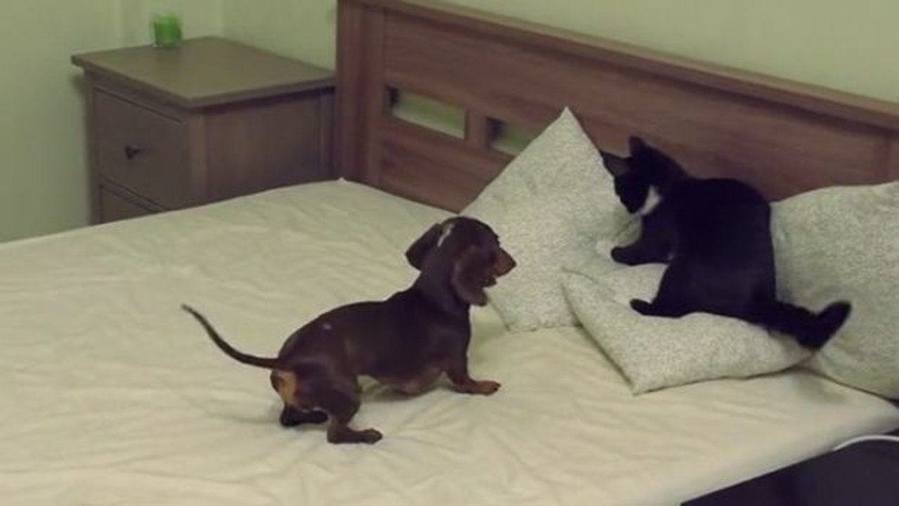 Der Hund will das Bett für sich, doch die Katze lässt sich das nicht gefallen!