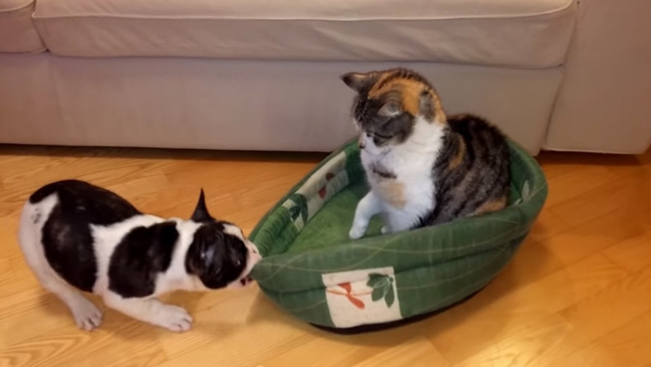 Dieser tapfere Hund versucht sein Kissen zurückzuerobern... Doch die Katze bleibt unbeirrt!