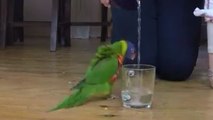 Dieser Vogel ist überglücklich mit einem Glas Wasser