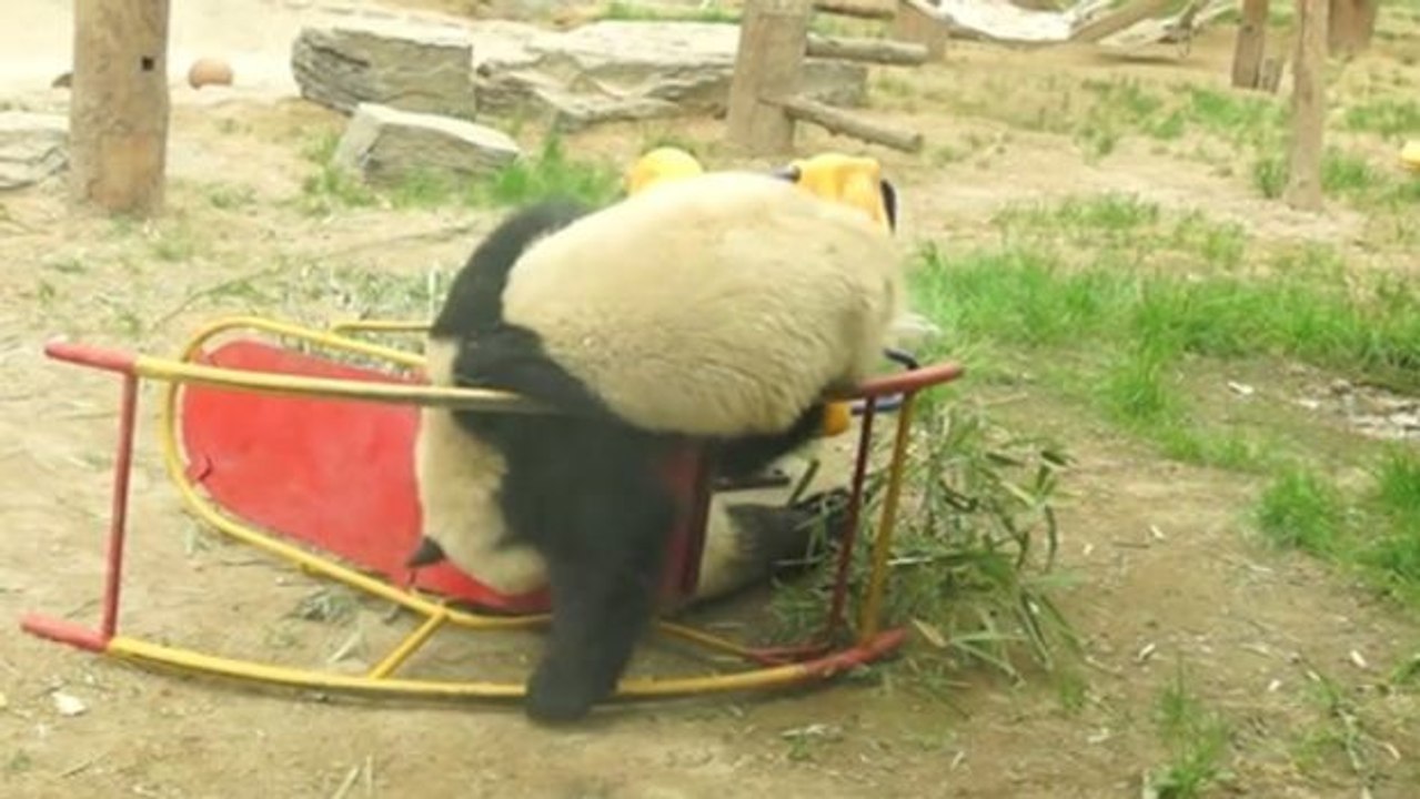 Pandabären sind wohl die ungeschicktesten unter den ungeschickten Tieren
