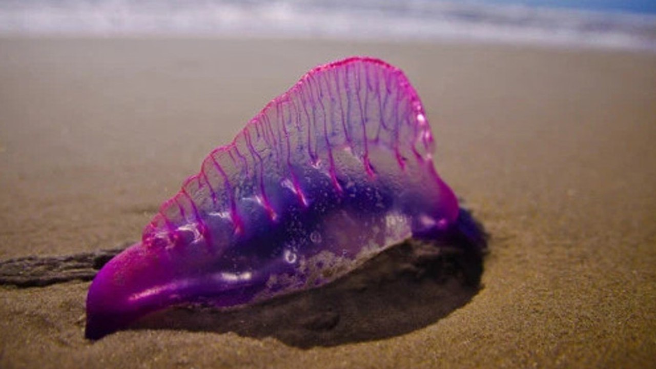 Portugiesische Galeere: Dieses Meerestier, auch „Seeblase“ genannt, solltest du niemals berühren!