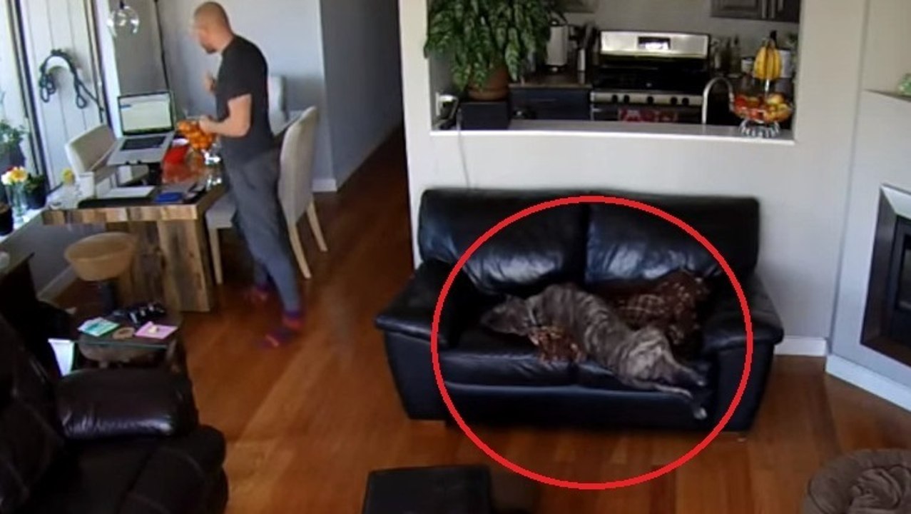 Dieser Hund fällt von der Couch... und schläft einfach weiter