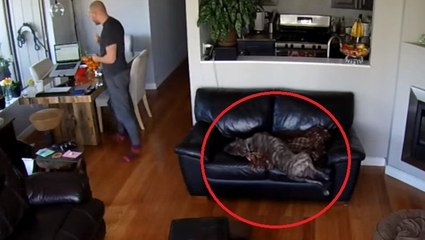 Dieser Hund fällt von der Couch... und schläft einfach weiter
