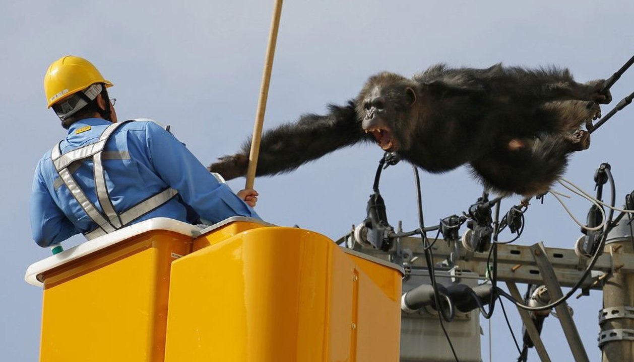 In japan sorgte ein aus dem zoo ausgebrochener schimpanse für aufregung