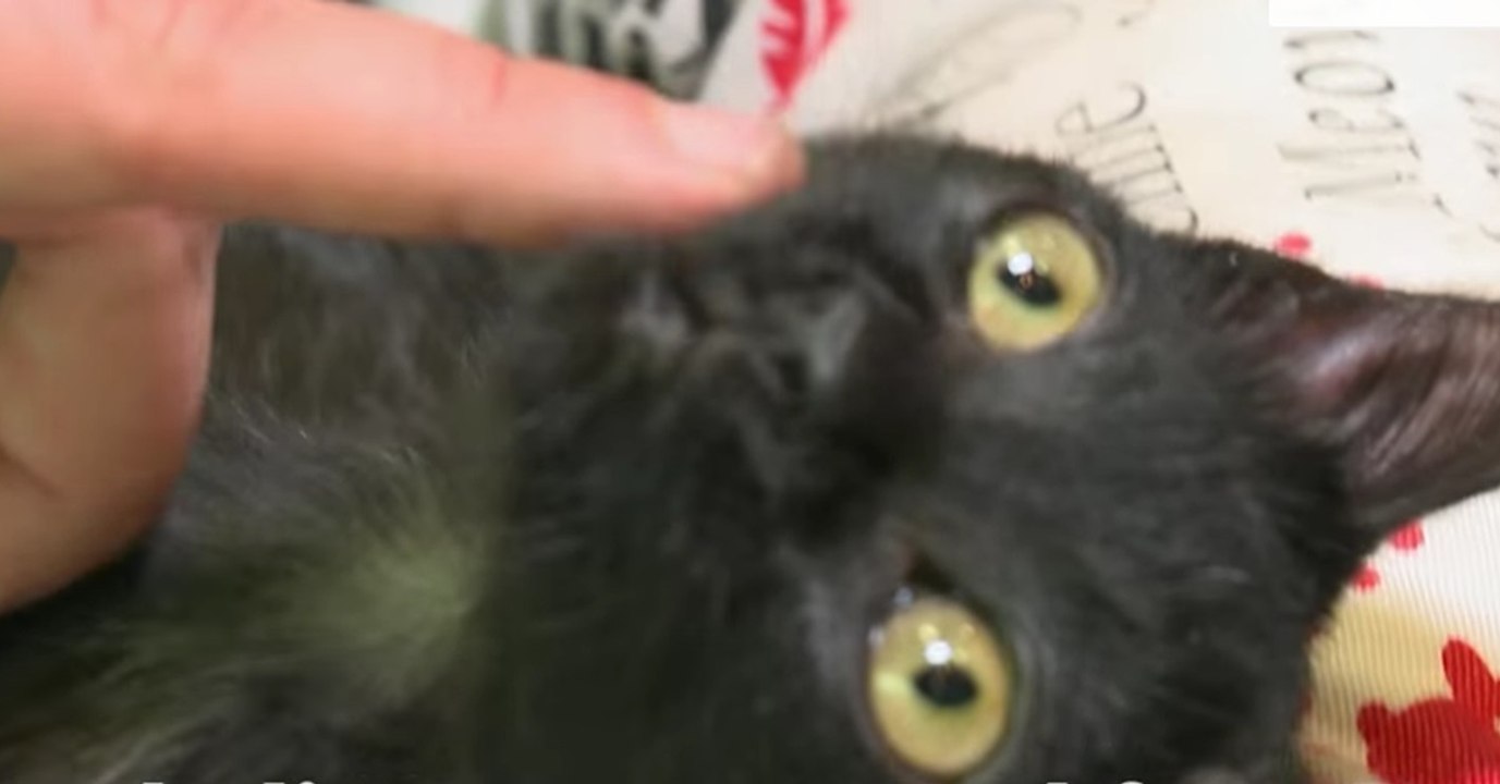 Schwerkranke Katze bekommt ihren eigenen Rollstuhl und findet eine neue, liebevolle Familie