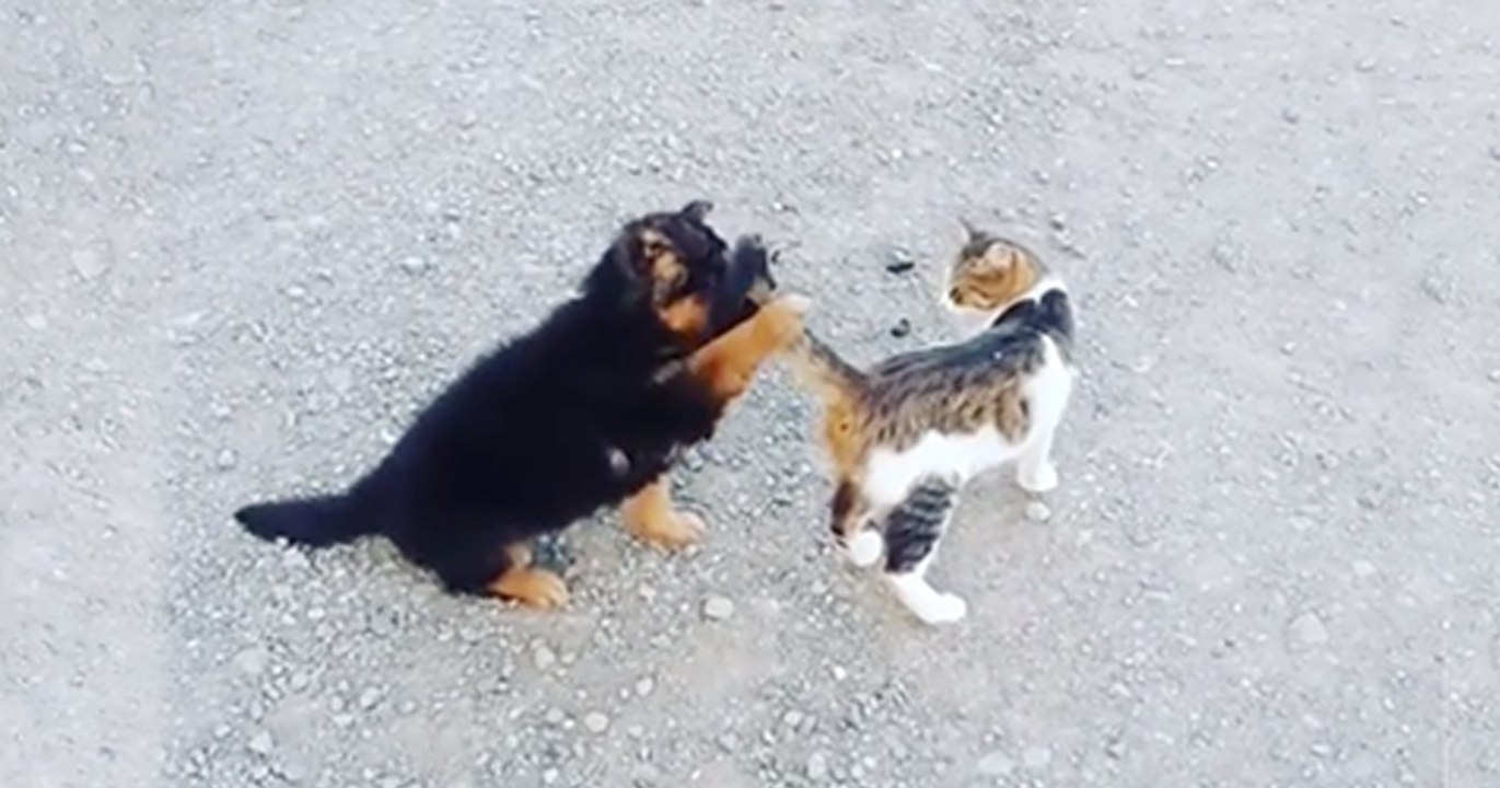 Der süße Welpe möchte mit der Katze spielen, doch die ist da anderer Meinung!
