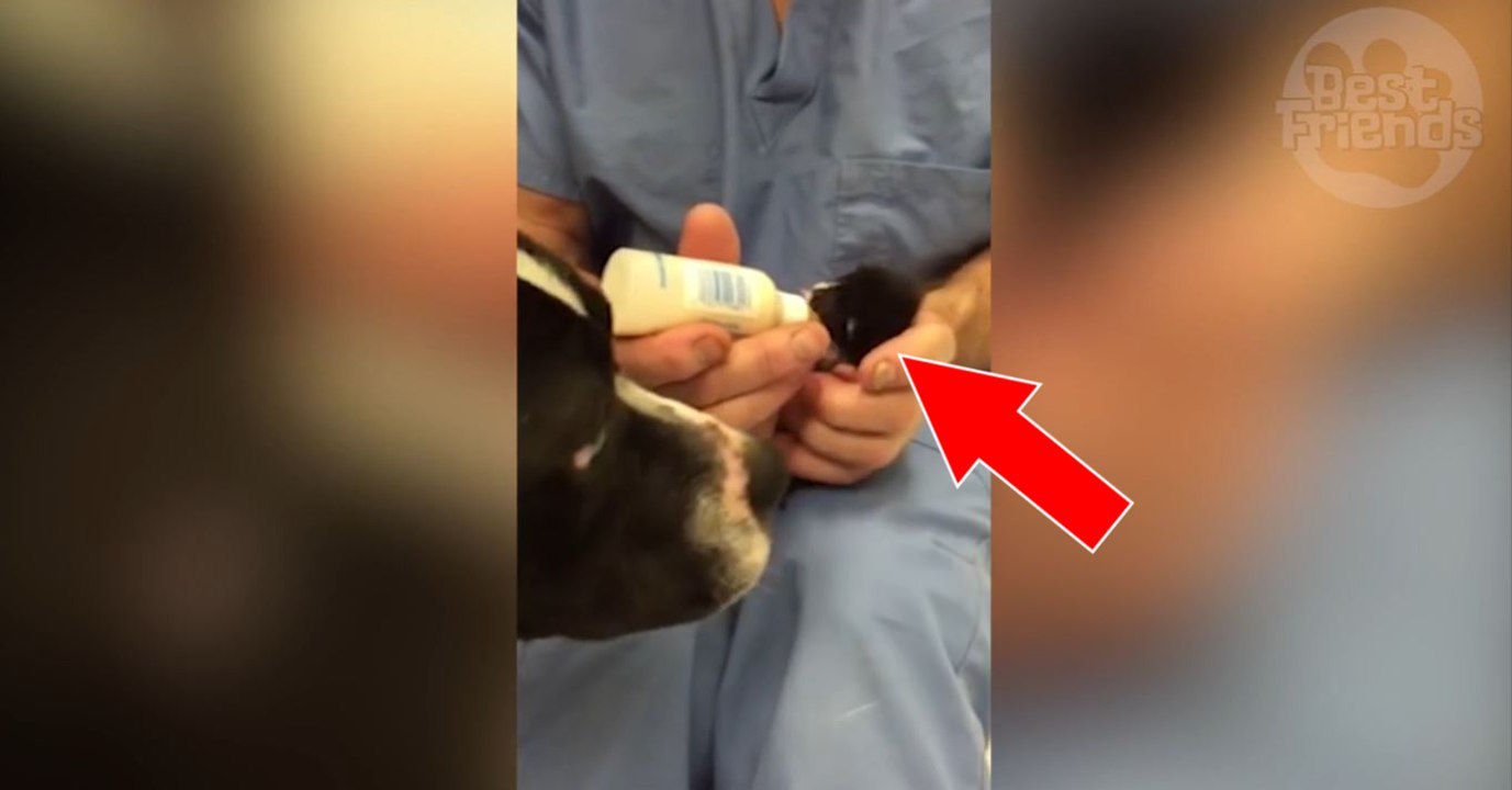 Pitbull Dame adoptiert Kätzchen