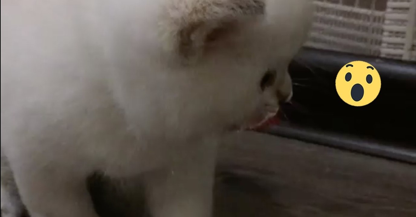 Die kleinen Kätzchen haben einen Schnurrbart vom Milch trinken!