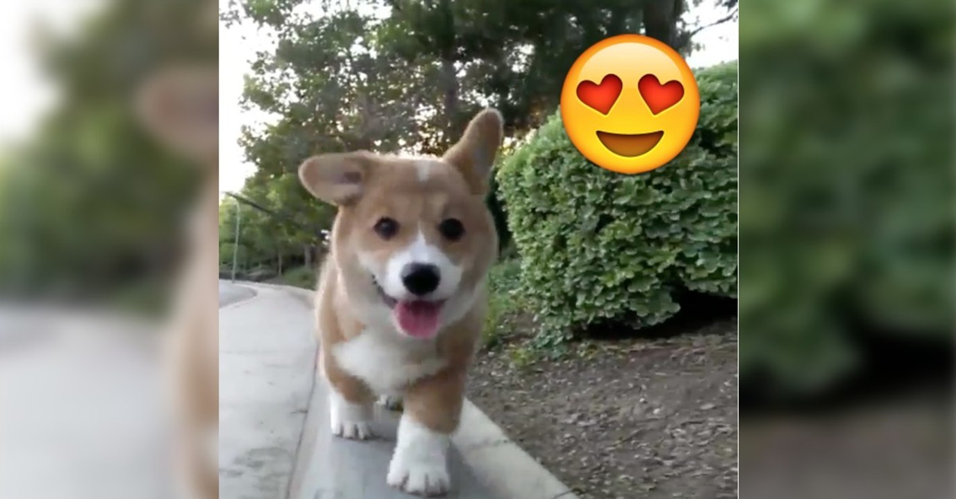 Dieser Corgi Welpe darf auf der Mauer laufen und freut sich seines Lebens! Was er gleich tut, wird euch den Tag versüßen!