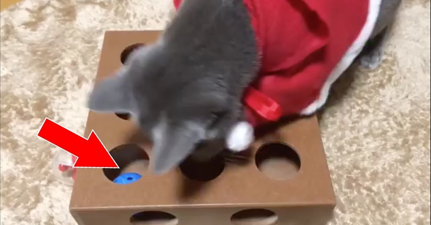 Die Katze hat das schönste Geschenk bekommen!