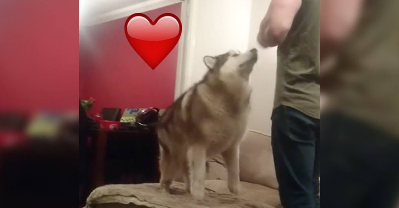 Was dieser Malamute gleich mit seinem Herrchen machen wird, lässt euch das Herz aufgehen!