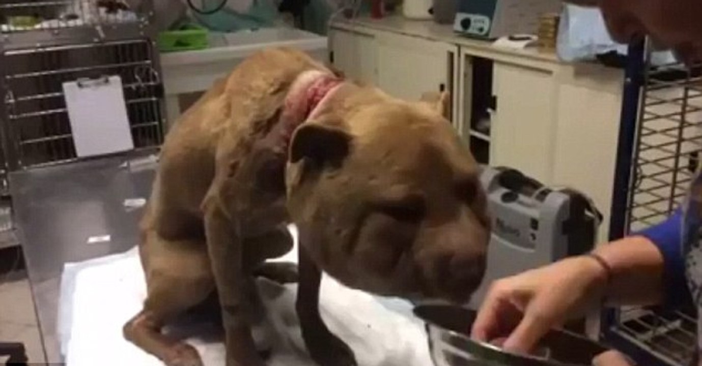 Diese Hündin hätte ohne Kopf enden können, denn Menschen sind einfach grausam!