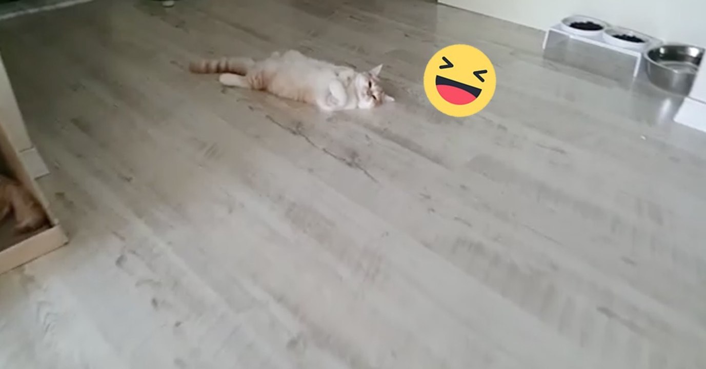 Die Katze wird ganz süß gekuschelt!