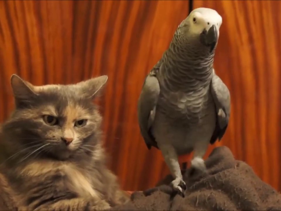 Naughty Parakeet and unfazed Cat