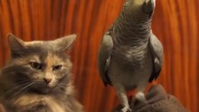 Naughty Parakeet and unfazed Cat