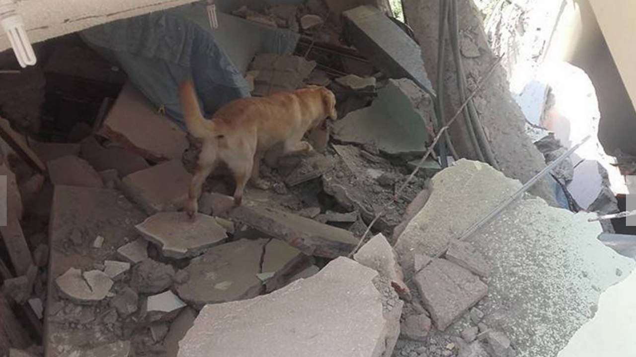 Rettungshund dayco stirbt an erschöpfung, nachdem er sieben menschenleben gerettet hat!