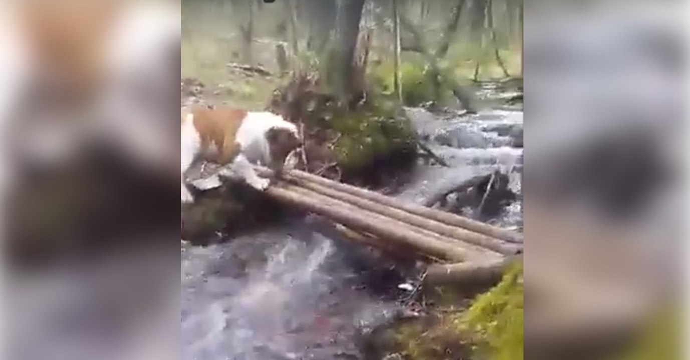 Diese Bulldogge überwindet ihre Angst und wagt sich in Windeseile über die Brücke
