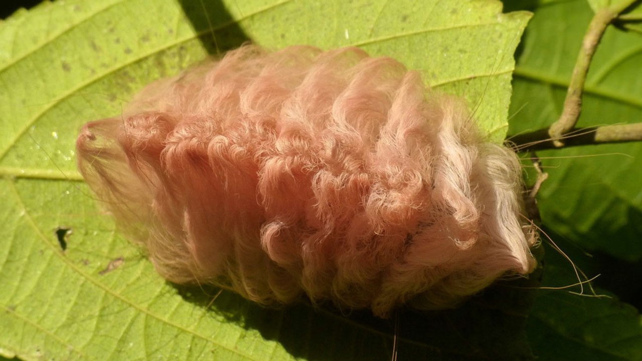 Die Megalopyge opercularis, eine haarige Raupe, die so kuschelig aussieht, aber sehr gefährlich ist