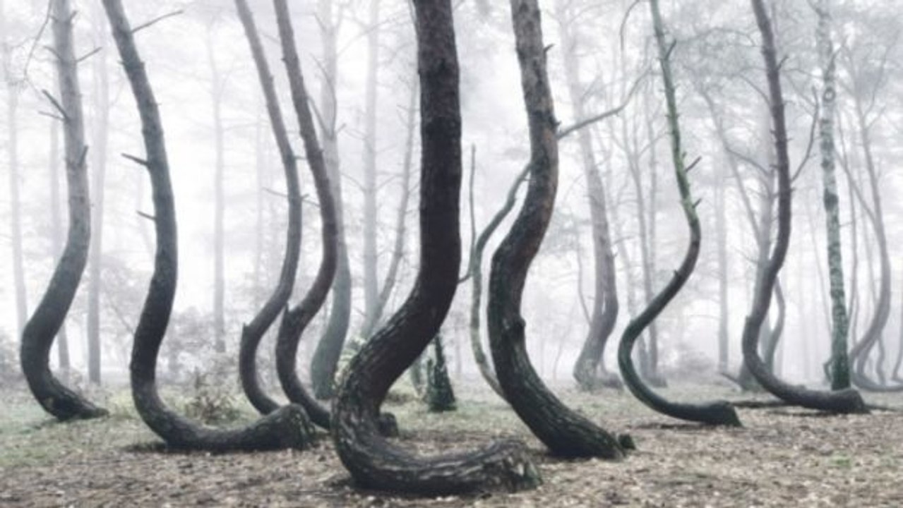 Polen: Das Geheimnis des „Waldes der krummen Bäume“ fasziniert Neugierige