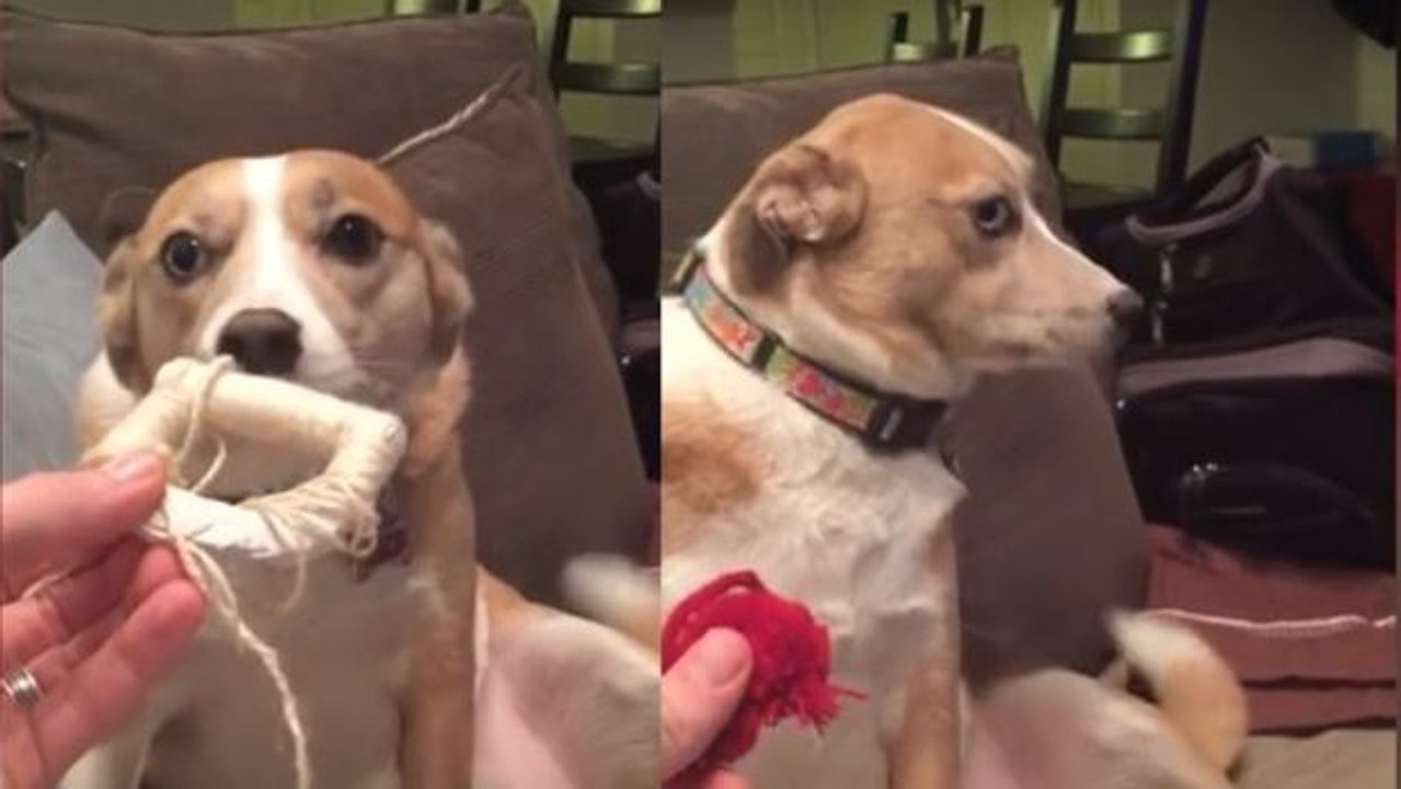 Hündin Daisy plädiert auf unschuldig, als ihr Herrchen sie befragt, ob sie das war! Zu komisch!